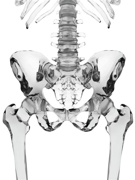 Human Pelvis Bones Photograph By Sciepro Pixels