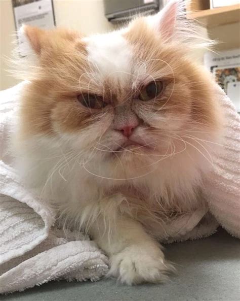 Distressed that his mother will not let him keep the talking cat he has found, fedya runs away to set up housekeeping in the country with it, a talking dog, and other unconventional creatures. Meet Louis 'the new Grumpy Cat' who has his own natural ...
