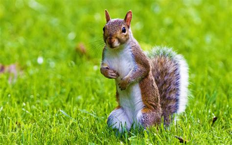 Download Cute Squirrel Wild Animal Desktop Wallpaper Hd By Ambert92