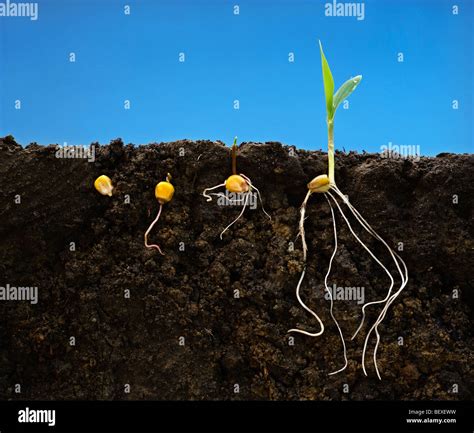 Grain Corn Early Growth Development Stages Showing Root Systems Left