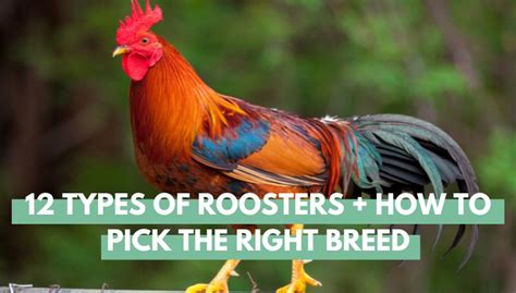 12 Types Of Roosters How To Pick The Right Breed For Your Flock Eco