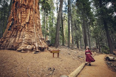 Congress Trail Sequoia National Park — Flying Dawn Marie Travel