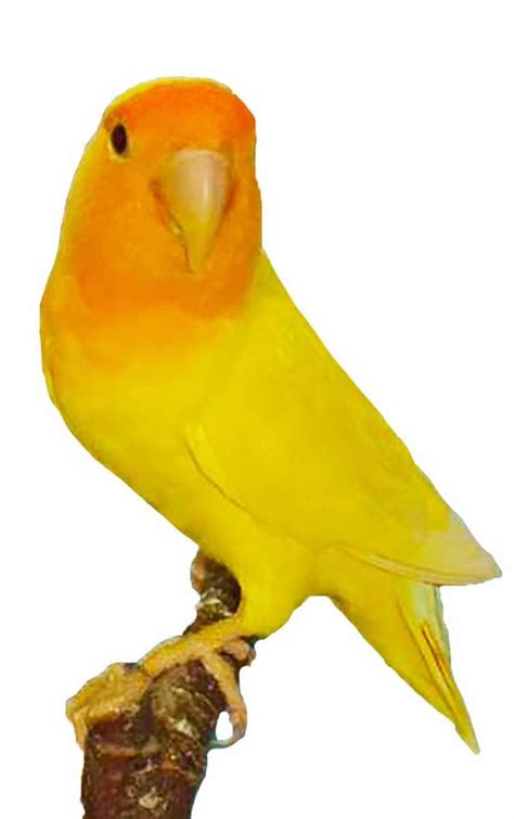 Lutino Peach Faced Lovebird