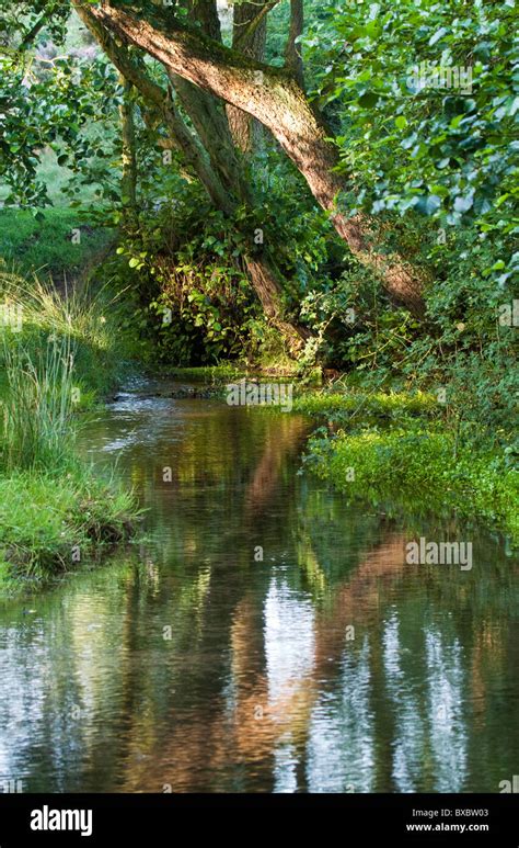 Trees And Sher Brook In Early Morning Light In Late Summer Cannock