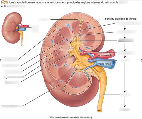 Anatomie Interne Du Rein Diagram Quizlet