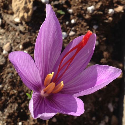 Fleur Safran Mélissa Fleury