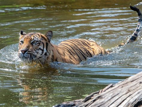 Melbourne Zoo Sumatran Tiger Indrah Celebrates Birthday Herald Sun
