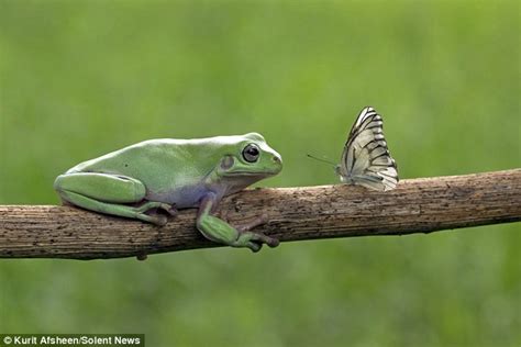 What's the difference between a frog and a toad? Frog looks like a magical creature after a butterfly lands ...