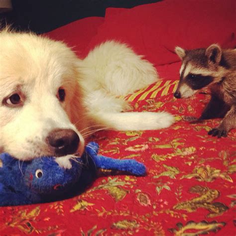 Great Pyrenees Stole The Pet Raccoons Toy Guilty Face Pet Raccoon