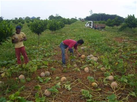 Demikianlah cara memanen buah labu siam yang benar agar didapat hasil yang optimal. Agriculture Is Our Business: Tanaman Labu Update May 09