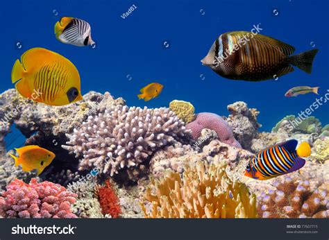 Underwater Life Of A Hard Coral Reef Red Sea Egypt Stock