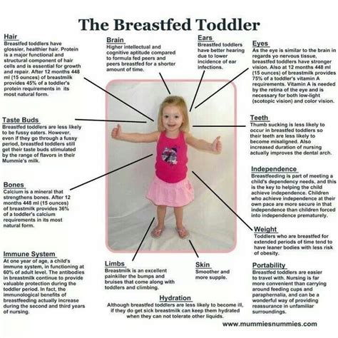 breastfeeding breastfeeding toddlers breastfeeding benefits