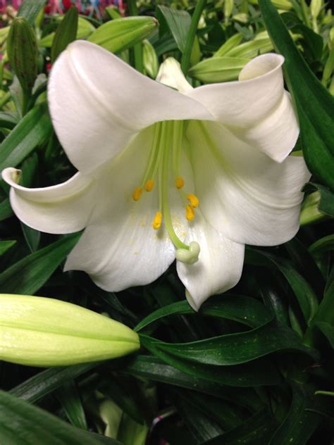 White Easter Lily Free Stock Photo Public Domain Pictures