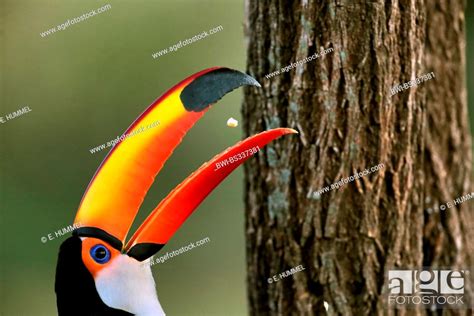 Toco Toucan Toucan Common Toucan Ramphastos Toco Portrait Feeding