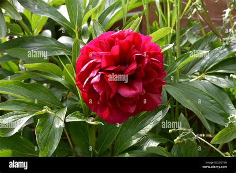 Deep Pink Peony Hi Res Stock Photography And Images Alamy