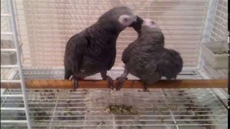 African Grey Parrots Mating Youtube