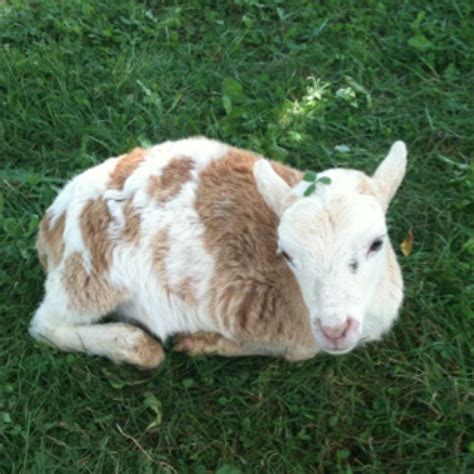A Brown And White Goat Laying In The Grass