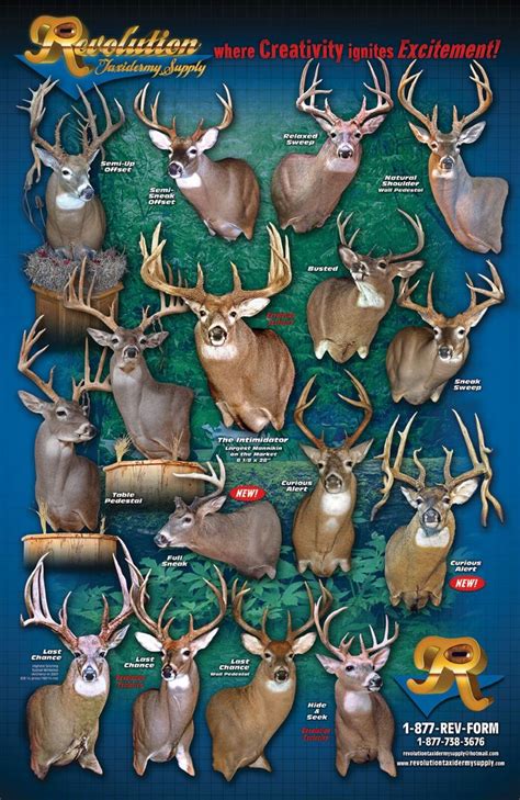 1000 Images About Deer Pedestal And Wall Mounts On