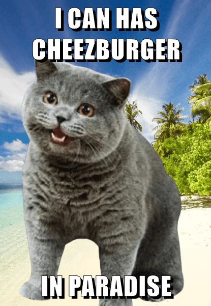I Can Has Cheezburger In Paradise Lolcats Lol Cat Memes Funny