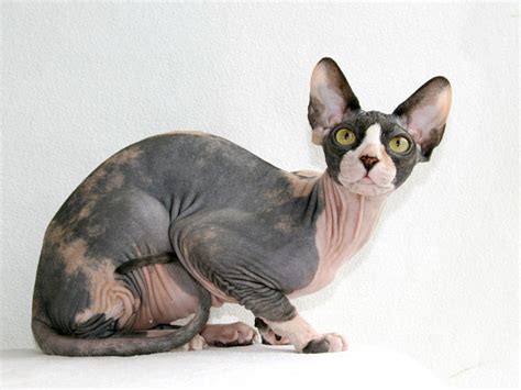 Sphynx Cat Breed Information Traits Characteristics Facts And Photos