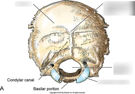 External Surface Of Occipital Bone Ch20 Diagram Quizlet