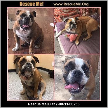A quiet and lovable english bulldog who is a wiggle butt, who is learning to live with allergies (works well with meaty treats.) California Bulldog Rescue ― ADOPTIONS ― RescueMe.Org
