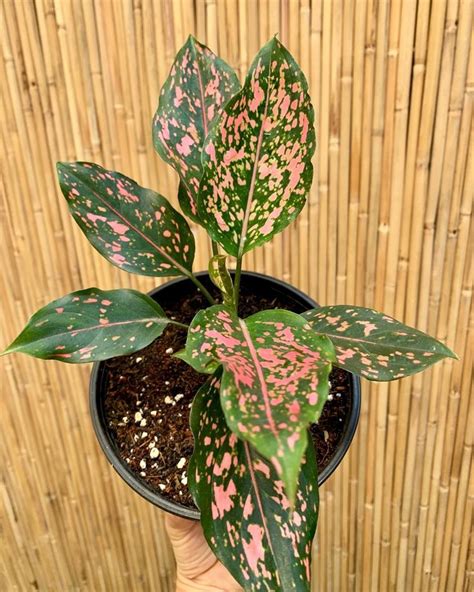 Aglaonema Pink Dalmatian Aglaonemas Aka Chinese Evergreen Are The