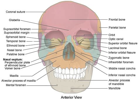 How many per cents does the skeleton form? The Skull | Anatomy and Physiology I