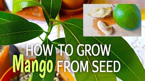 How To Grow Mango Tree From Seed How To Germinate Mango Seed Youtube