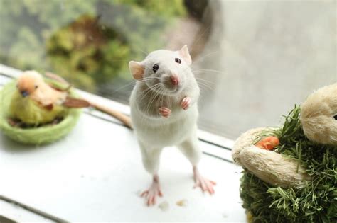 202 Adorable Rat Pics Proving That They Can Be The Cutest