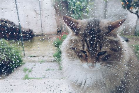Cat At The Windows With Rain Drops Stock Image Image Of Fluffy Home