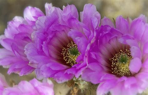 Pink Cactus Beauty Photograph By Saija Lehtonen Pixels