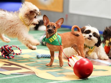 Uber has partnered up with local animal shelters to make this happen (and promote animal adoptions, too, of course): Puppy Bowl 2015: Uber Puppy Bowl, Uber Delivers Puppy Bowl Dogs : People.com