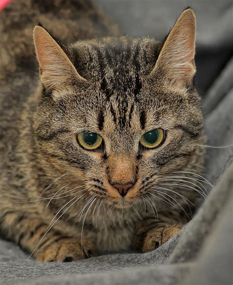 Brown Tabby European Shorthair Cat Stock Photo Image Of
