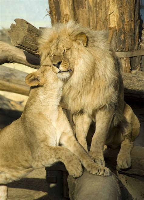 Flickrp7lc1d5 Lion Couple 1 Having A Romantic Moment