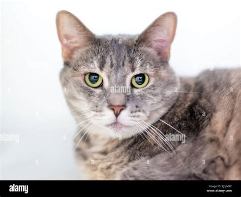 A Gray Tabby Shorthair Cat With Dilated Pupils And A Serious Expression