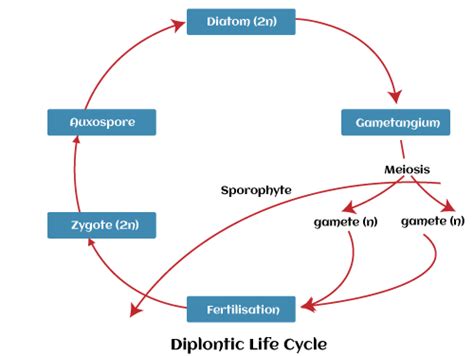 Life Cycle Of Algae Javatpoint