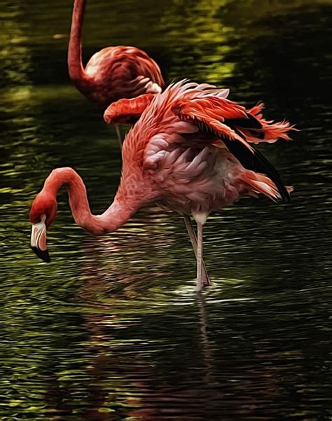 40 Beautiful Pictures Of Pink Flamingo Birds Tail And Fur