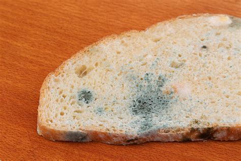Royalty Free Bread Moldy Pictures Images And Stock Photos Istock