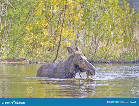 Female Moose Feeding On Pond Vegetation In The Fall Stock Image Image