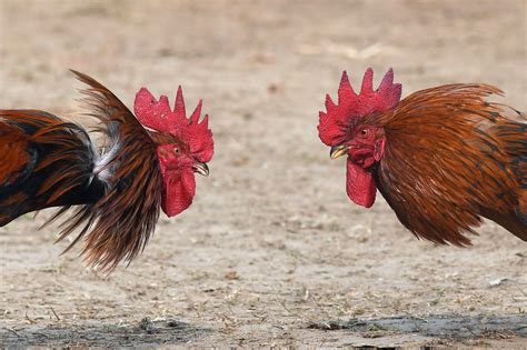 Two Men Killed In Freak Cockfighting Incidents In India Reports