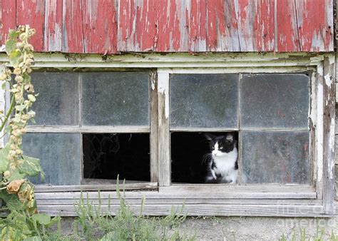 Cat In Barn Window Photograph By Tammy Wolfe