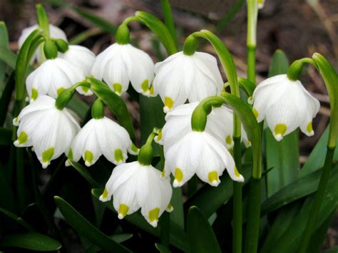 Discover the most popular types of flowers with our helpful guide! Types of White Flowers | HGTV