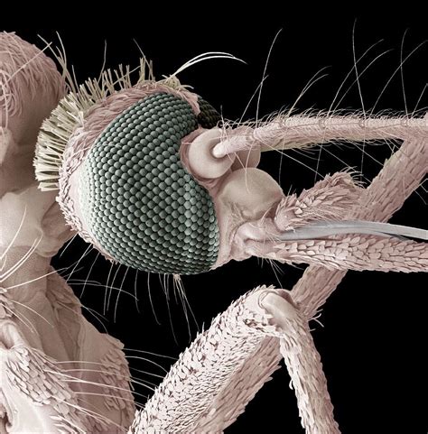 Mosquito Head Sem Photograph By Steve Gschmeissner