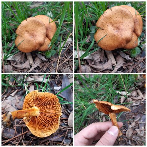 What Kind Of Shroom Is This Rshroomid