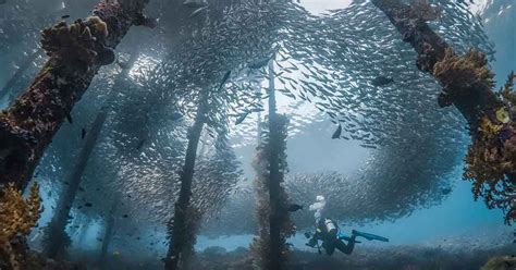9 Amazing Underwater Photos From Sport Divers May Photo
