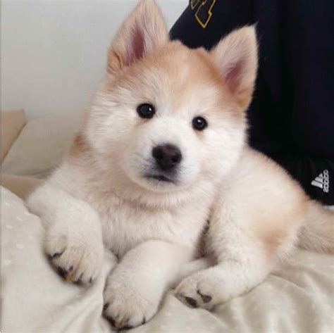 Maybe you would like to learn more about one of these? Husky Chow Mix Puppies For Sale | PETSIDI