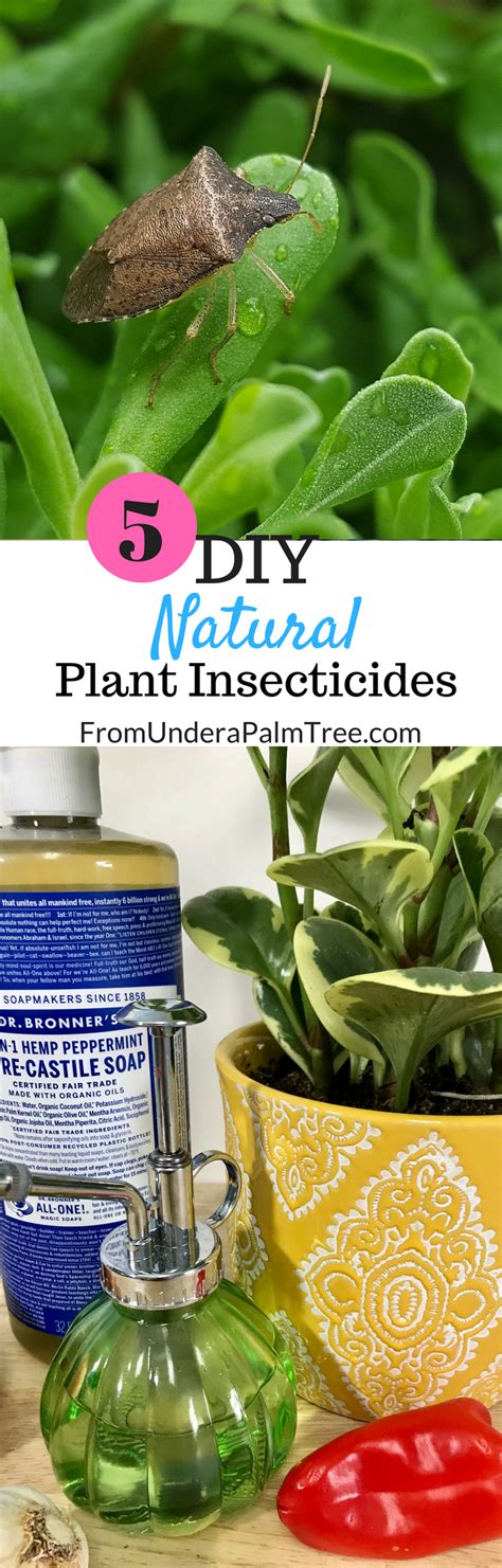 Probably one of the most simple is. 5 DIY Natural Plant Insecticides