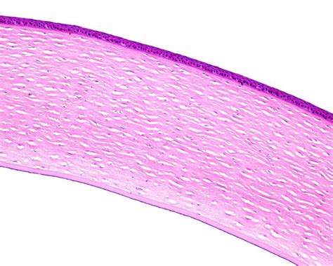 Stratified Squamous Epithelium Stock Photos Pictures And Royalty Free