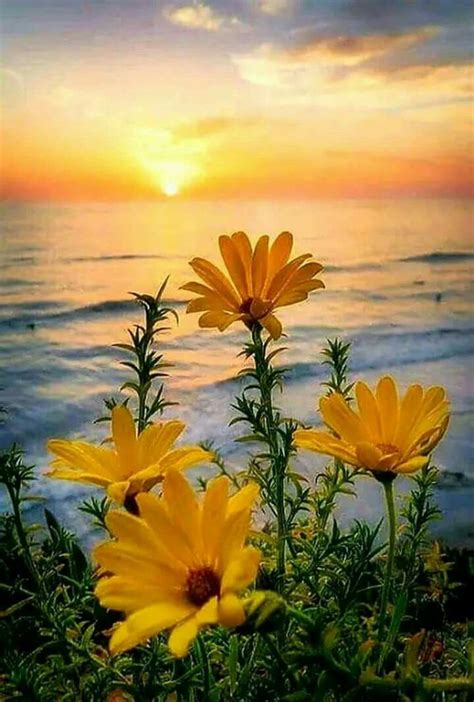 Pin By Dory🐟 On Amaneceres Y Atardeceres Flowers Photography